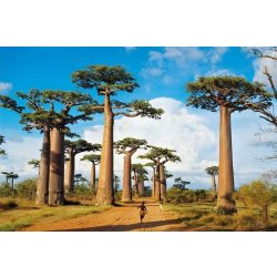 Clementoni Madagaskar 1000 dílků