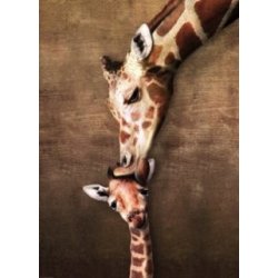 EUROGRAPHICS Polibek žirafy 1000 dílků